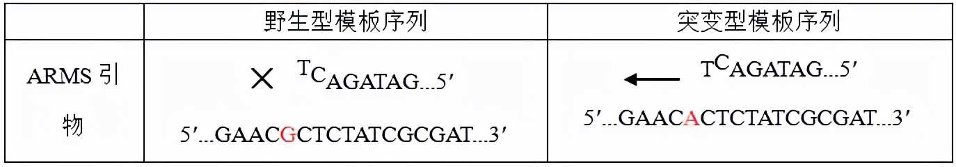 引物设计的六大原则_dnastar引物设计_引物设计原则
