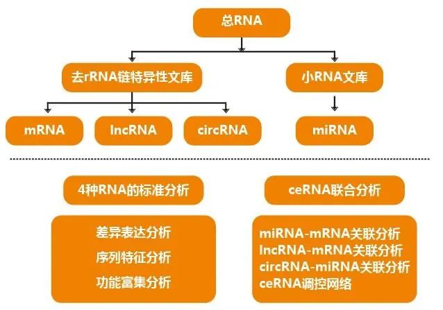序列比对结果如何分析_dnastar序列比对_序列比对算法